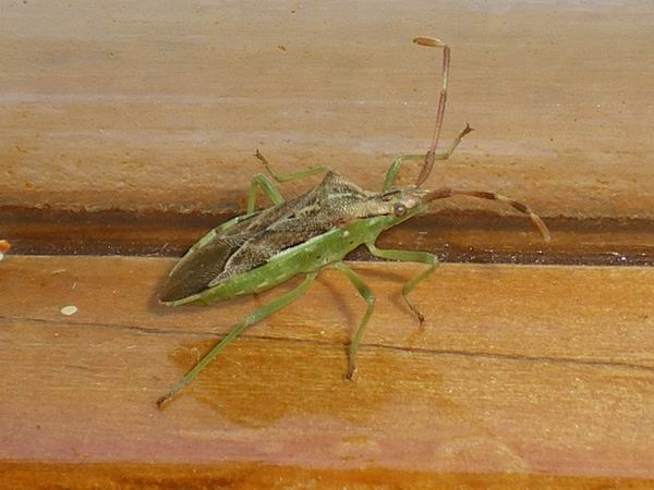 Coreidae: Gonocerus juniperi  delle Marche